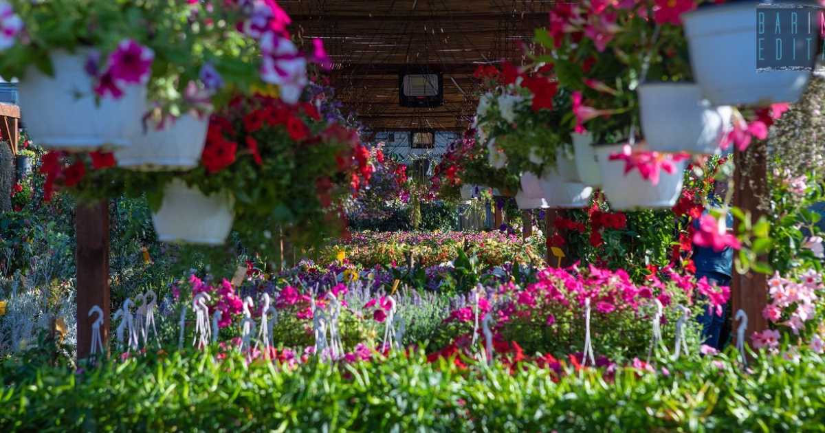 Tra profumi e colori viaggio nei vivai baresi: �Il settore "garden" � in continua espansione�
